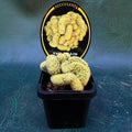 Cacti Brain