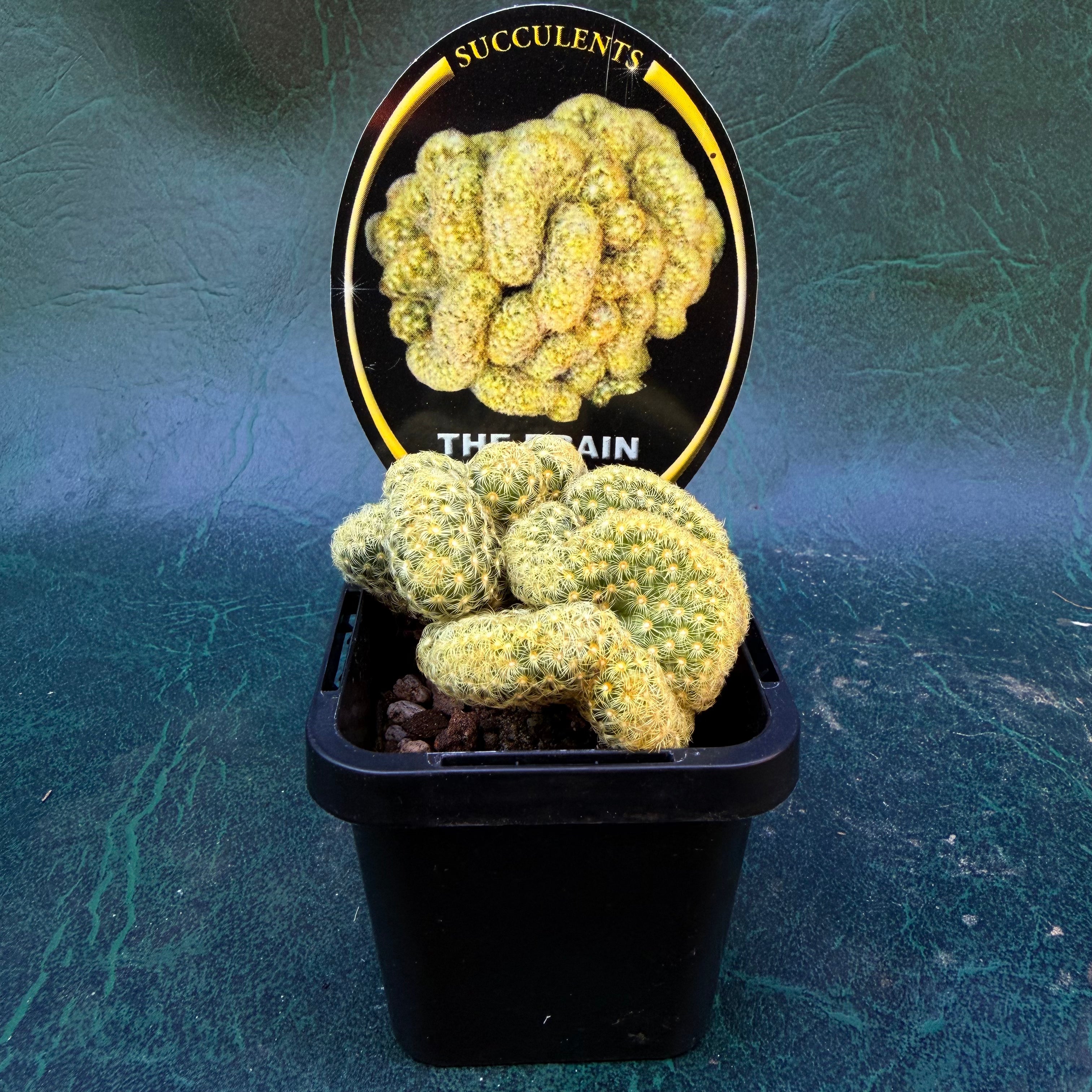 Cacti Brain