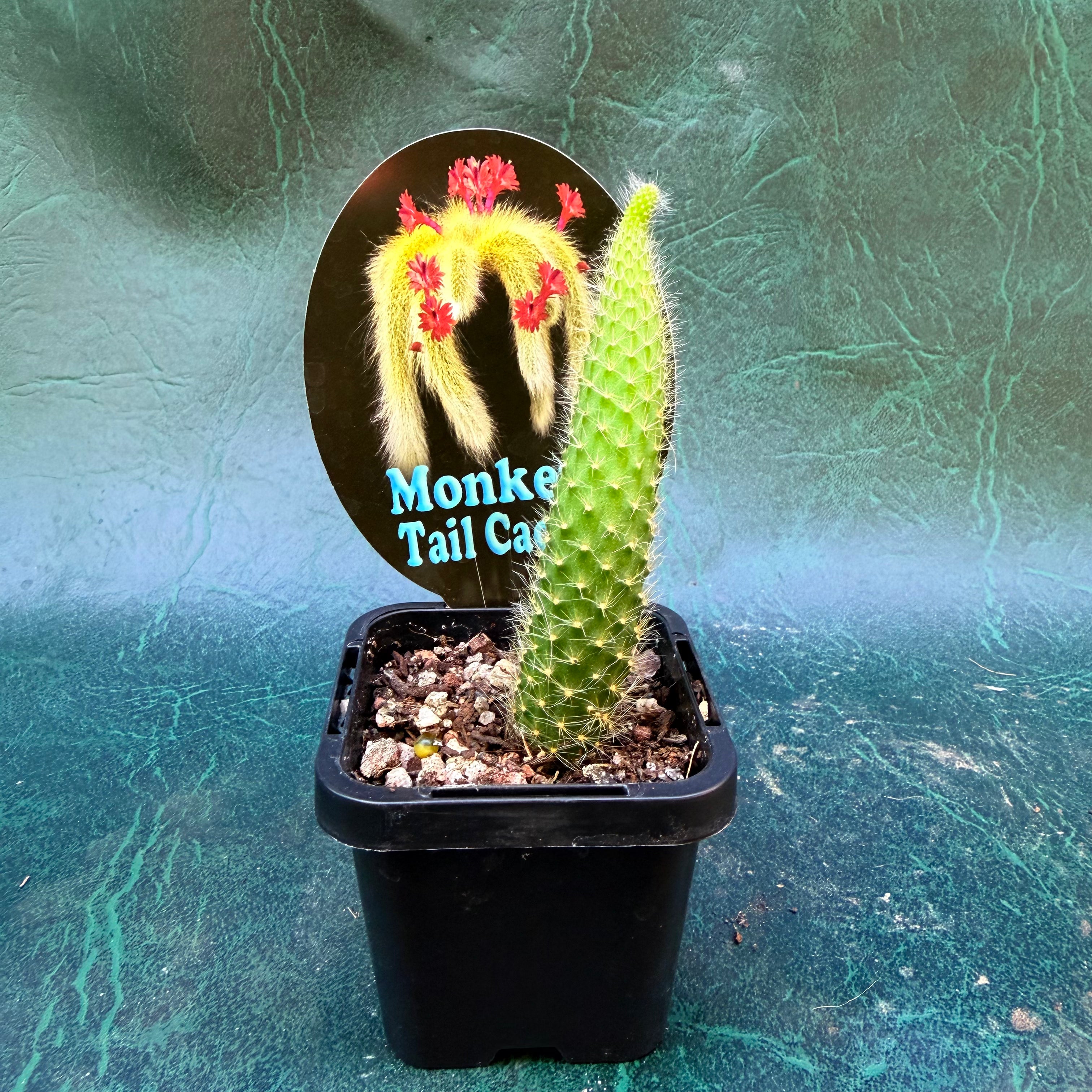 Cactus Monkey tail