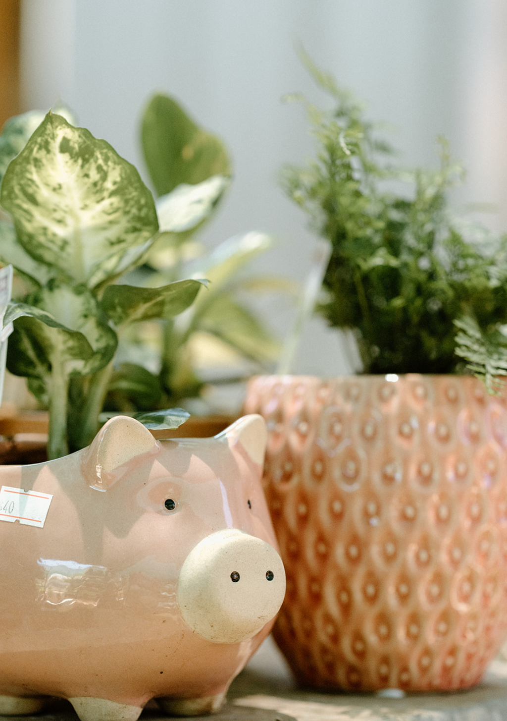 Dieffenbachia in Pig Pot