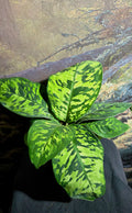 Homalomena Camouflage