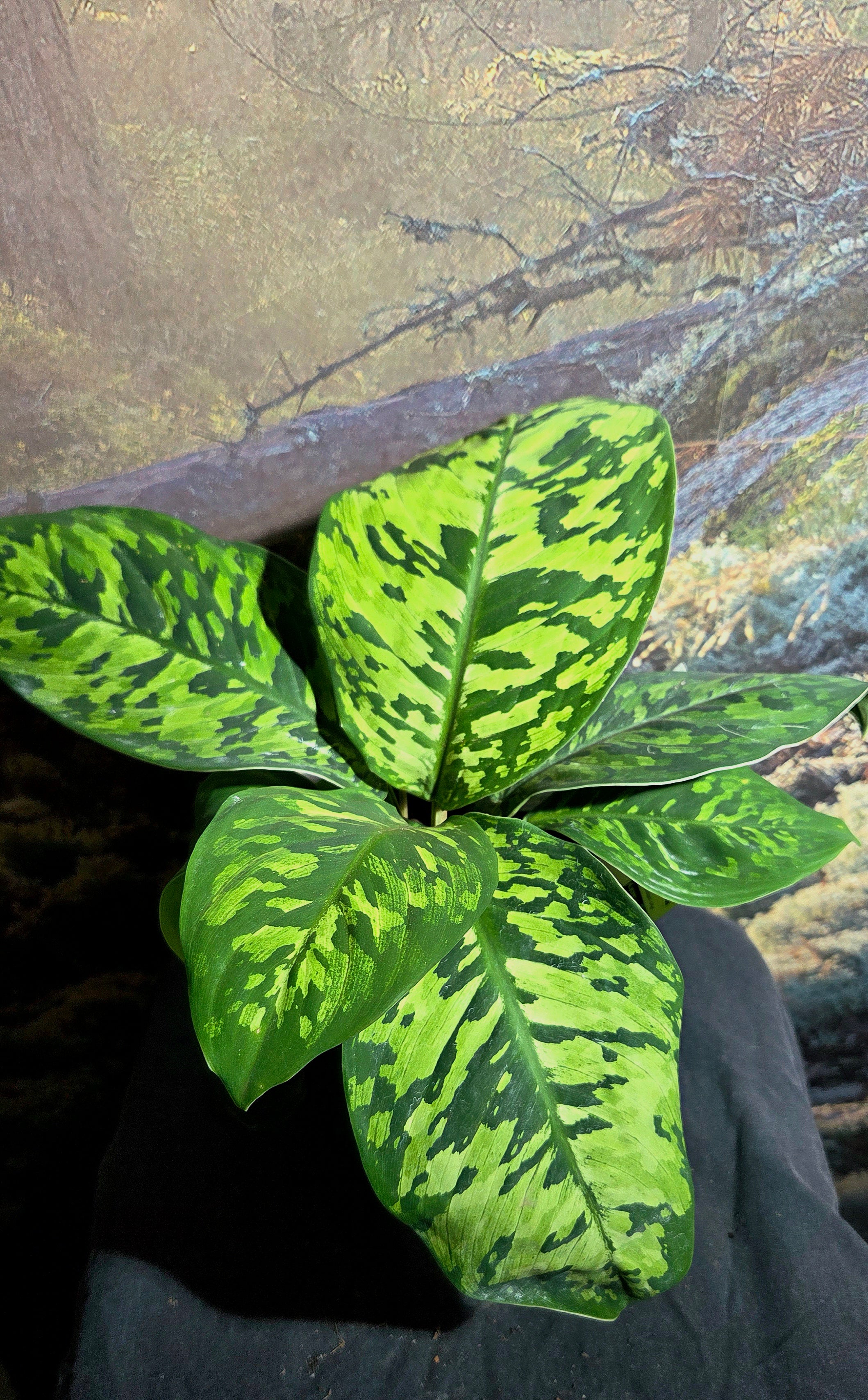 Homalomena Camouflage