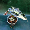 Alocasia Amazonica Polly Pink Variegata