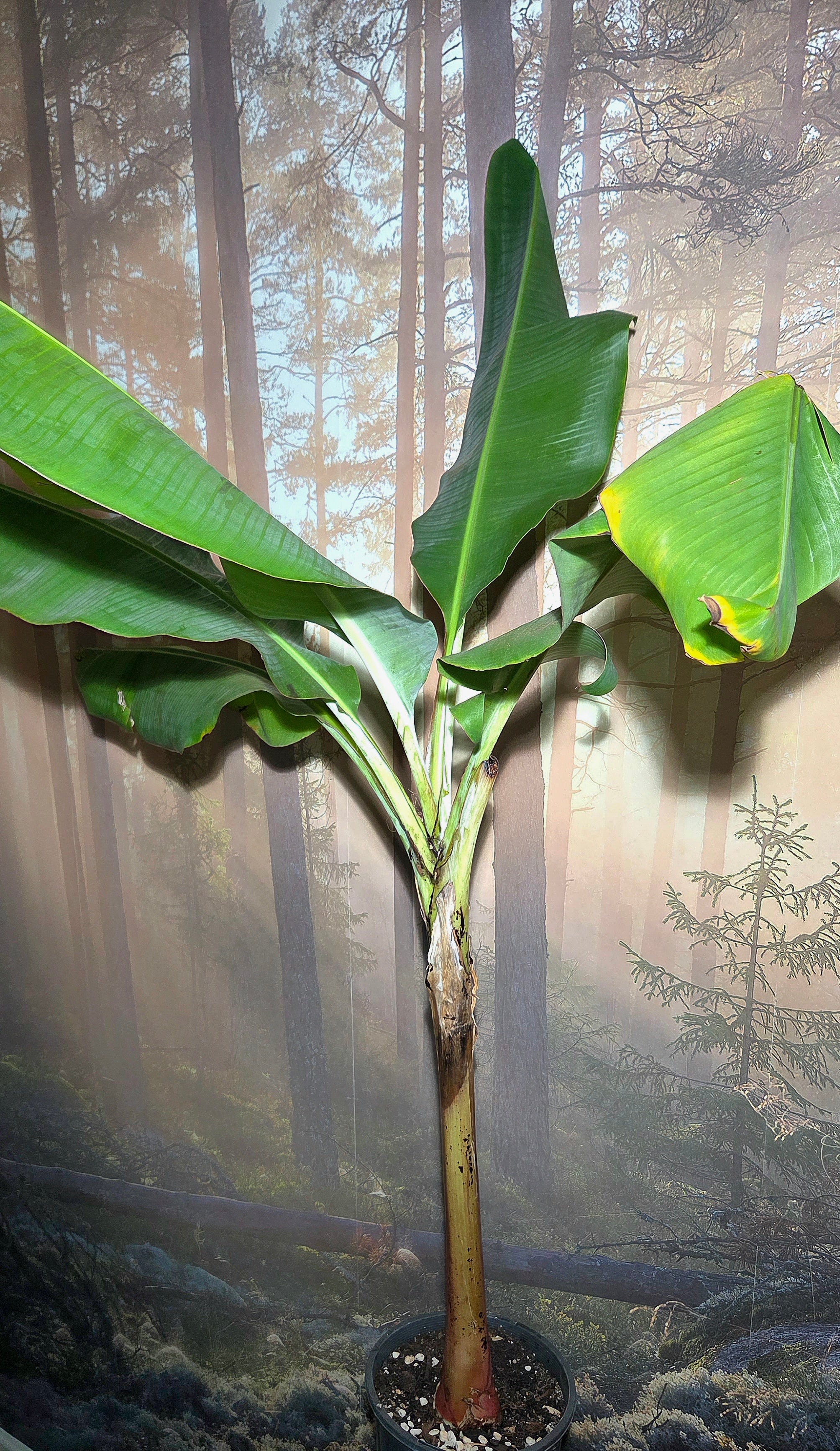 Banana Musa William Cavendish